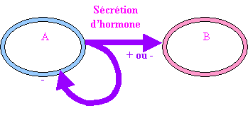 La spermatogénèse