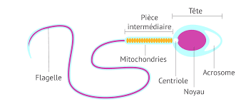 Description de l'image