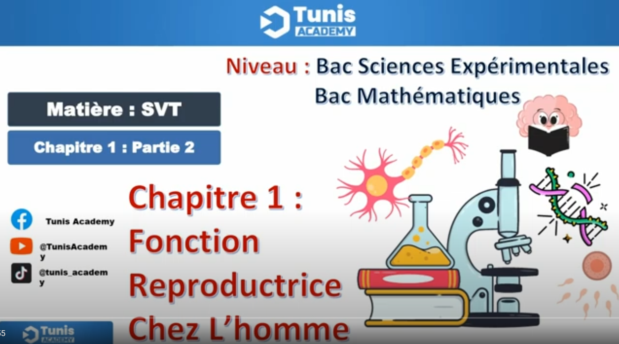 Bac science : fonction reproductrice chez la homme  partie 2